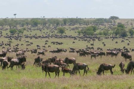 Huge herds have arrived at Four Seasons