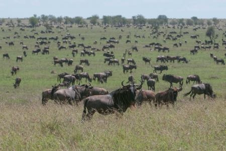 Large numbers of wildebeest and zebra all round the lodge