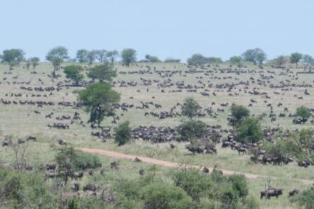 The herds around the Four Seasons Serengeti