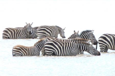 Zebra have a drink in a lake close to the Hidden Valley