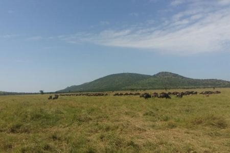 Herds arriving on Togoro Plains