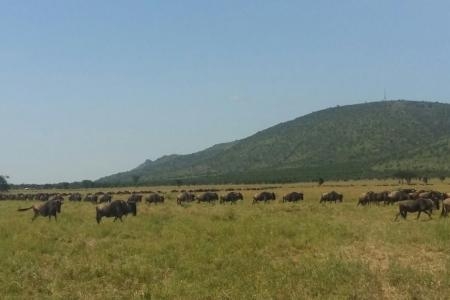 The herds are heading west to Sabora and Sasakwa