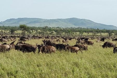 100,000 wildebeest colonising the southern Ikorongo