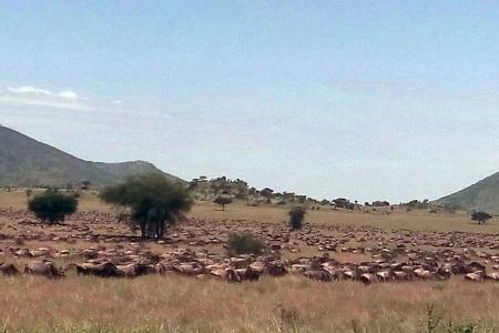 Wildebeest migration passes Kananga Special Tented Camp