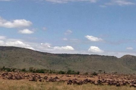 Wildebeest migration passes Kananga Special Tented Camp