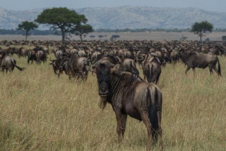 Wildebeest on the Nyati Plains