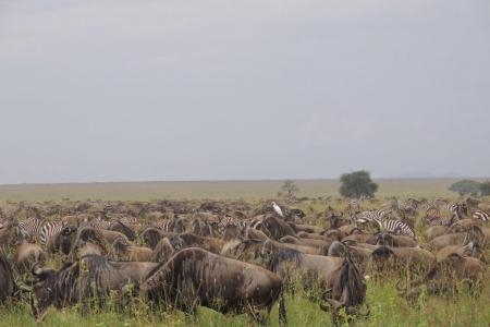 Other herds are already scattered around Musabi Plains
