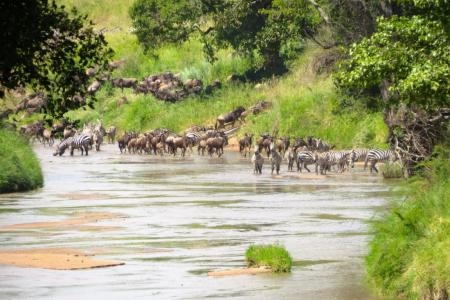 The migration close to Sala's Camp