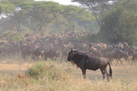 The herds are in the Kirawira area