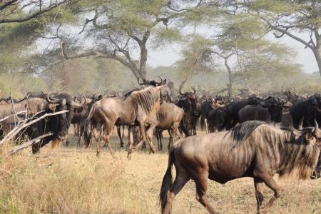 Large herd of wildbeest scattered all across the Nyasirori plains