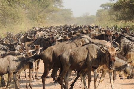 The herds are 60km west of Seronera