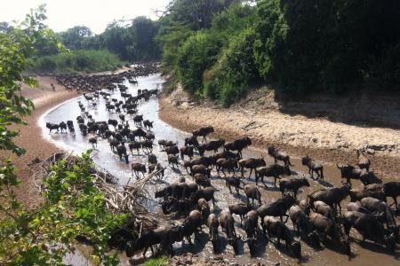 Wildebeest migration at the Grumeti River