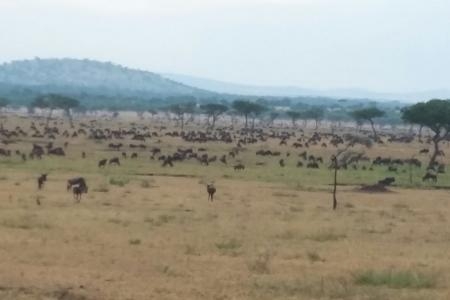 Herds spotted 16km from Mbalageti