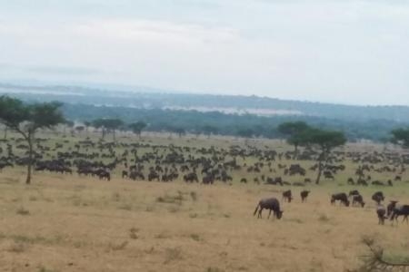 Herds spotted 16km from Mbalageti