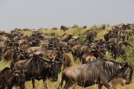 The first wildebeest spotted at Look Out Hill