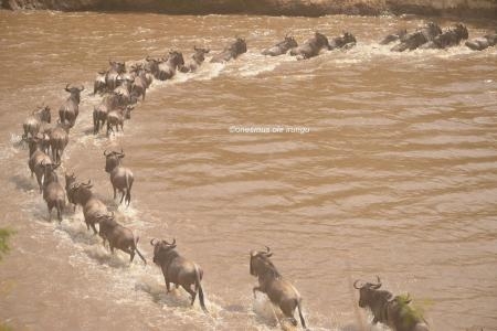 Wildebeest migration crossings at Look-out Hill