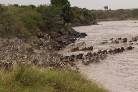 Wildebeest move from west to east at the main crossing point