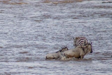 Crocodile takes down zebra at the main crossing point