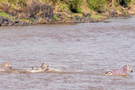 Crocodile takes down zebra at the main crossing point