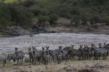  Action at the Mara River