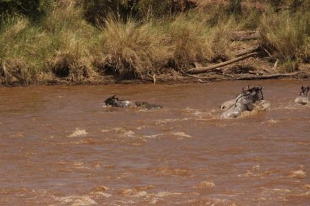  Action at the Mara River