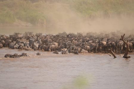 Wildebeest migration crossing the Mara River at the cul de sac crossing point