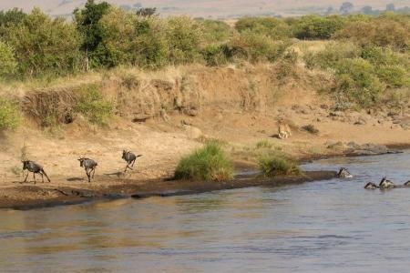 Wildebeest running on the banks of the Mara River