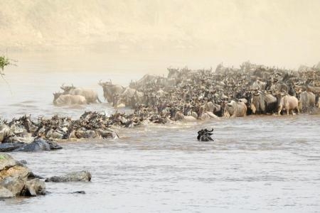 Wildebeest migration cross the Mara River