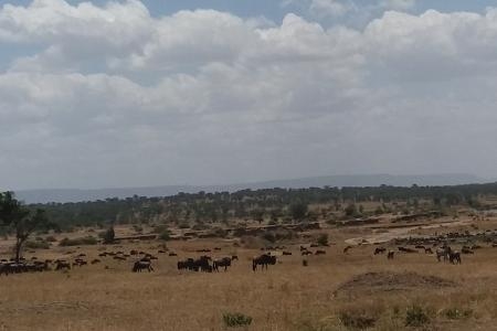 Lots of wildebeest and zebra around Lemala Mara