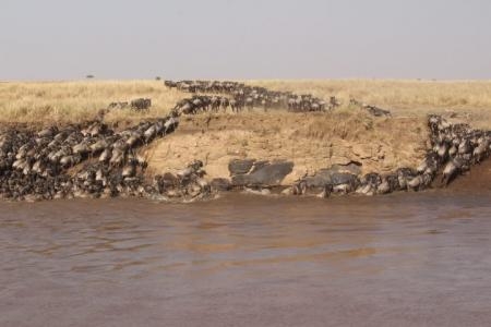 The widebeest migration continue to cross the Mara River