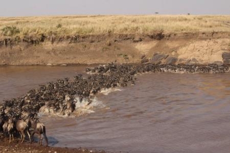 The widebeest migration continue to cross the Mara River