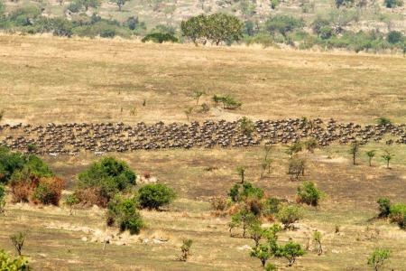 Wildebeest migration heading towards the Mara River