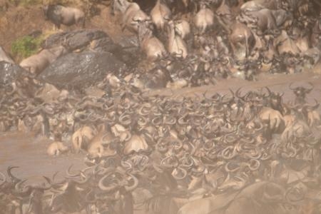 Wildebeest migration crossing the Mara River
