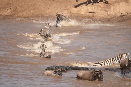 Wildebeest crossing the Mara River