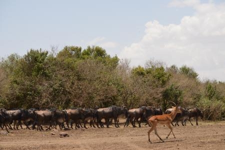 Thousands of wildebeests crossed at Cul de Sac crossing point