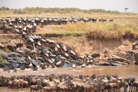 Thousands of wildebeests crossed at Cul de Sac crossing point