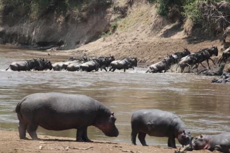 Wildebeest cross the Mara River