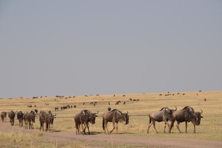 Big herds in the Olare Orok Conservancy