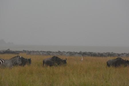 Rain in the northern Serengeti