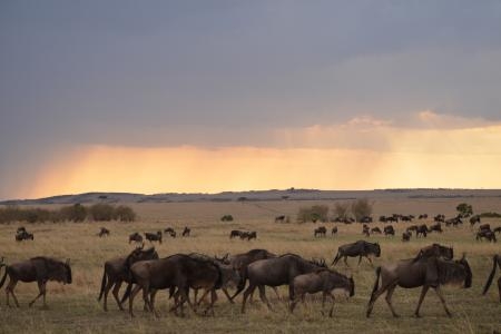 Big herd at Topi Plains