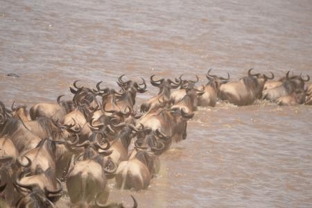 Wildebeest crossing the Mara River