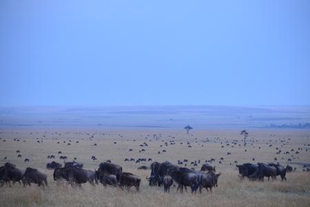 Big herd at Topi Plains