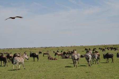 Zebra and wildebeest spread all over Rongai Plains