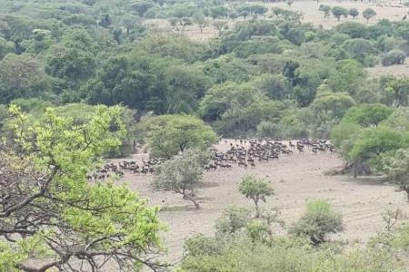 Migration close to Mbalageti