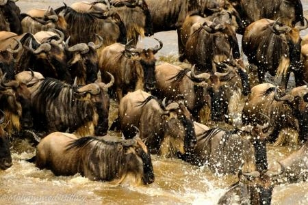 Wildebeest migration crossing the Mara River at Lookout Hill