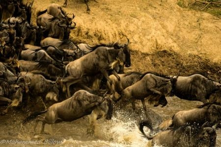 Wildebeest migration crossing the Mara River at Lookout Hill