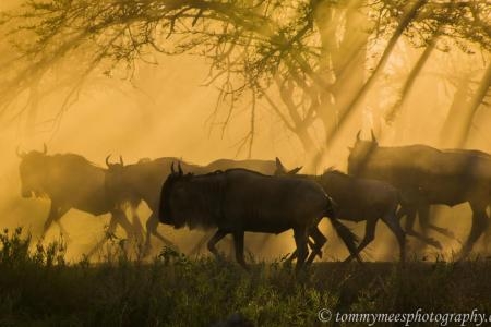 Wildebeest close to Serengeti Pioneer Camp