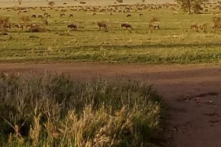 Big herds spotted in Seronera