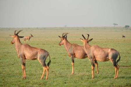 Wildlife in the Mara