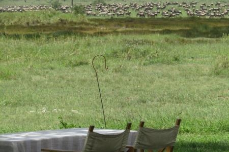 The herds have returned to Namiri Plains Camp